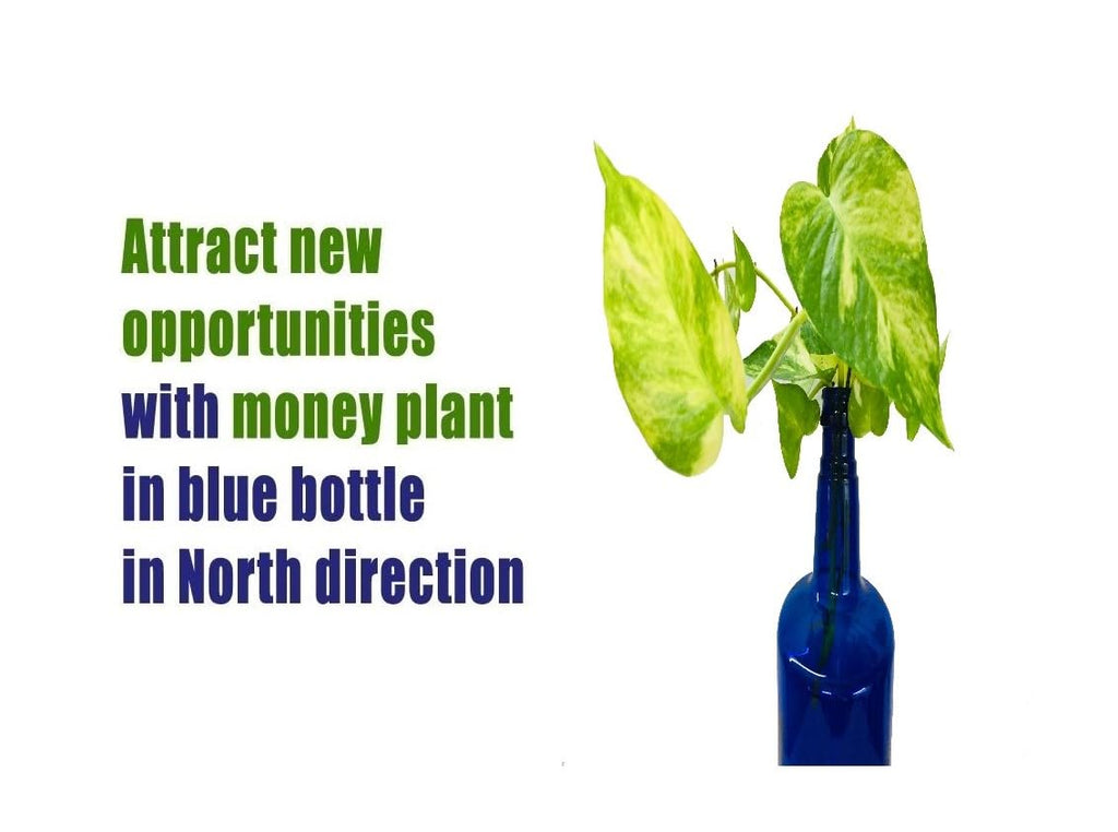 Modern Glass Bottle Money Plant Arrangement