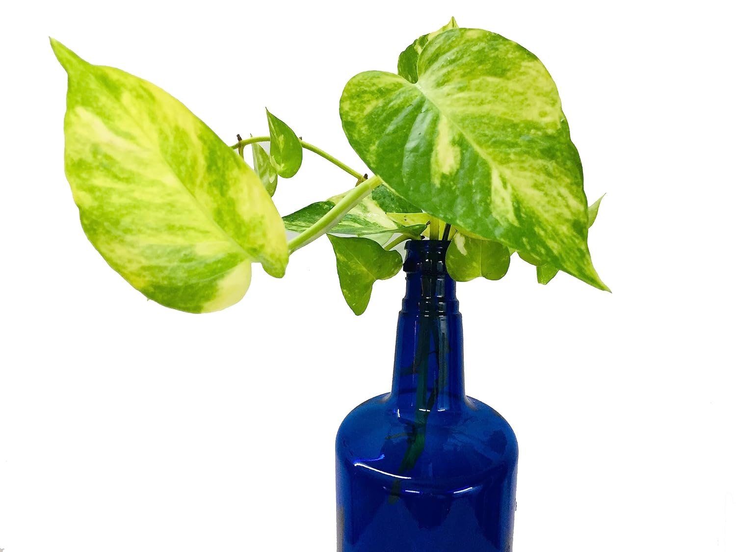 Modern Glass Bottle Money Plant Arrangement