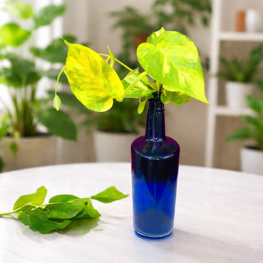 Modern Glass Bottle Money Plant Arrangement