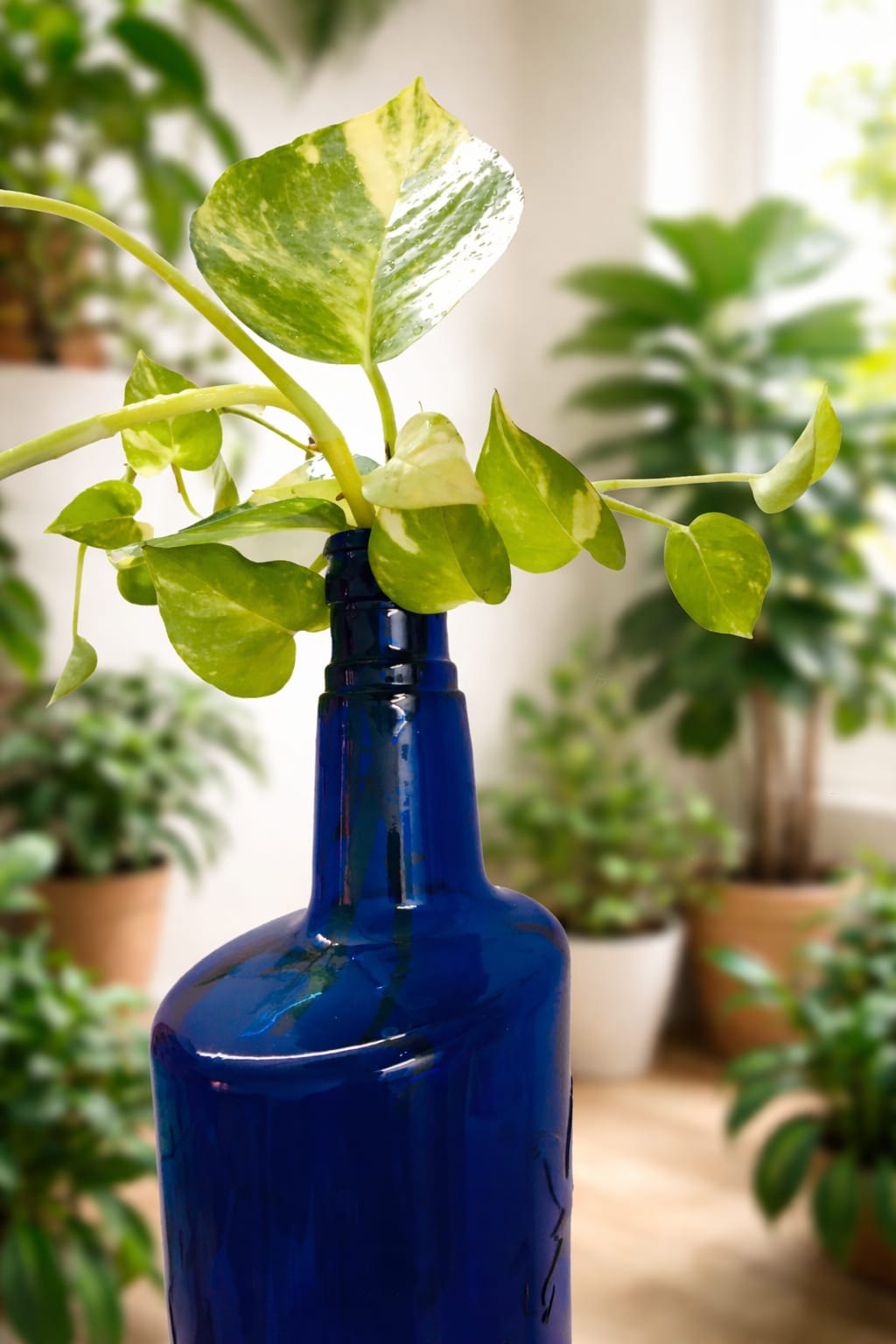 Modern Glass Bottle Money Plant Arrangement